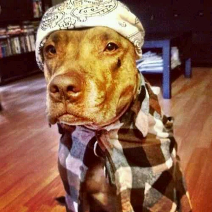 PasaLaBacha's tweet photo. Pongan Control Machete

 #ChuloPoderoso https://t.co/QmJIv9hAf3