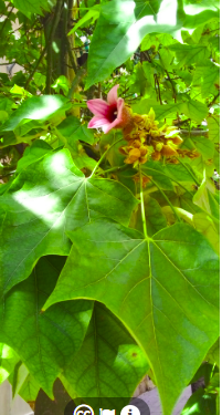 KlausRiede's tweet image. seems I added the 1. lacebark tree observation from Spain in @inaturalist. A rainforest tree thriving in the dry and hot  city of Alicante #trees4future