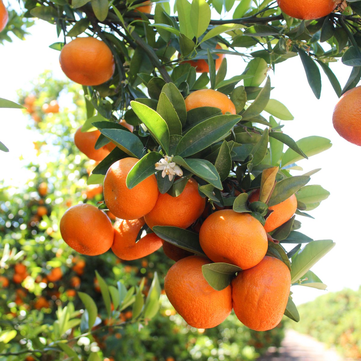 BeeSweetCitrus's tweet photo. Here are a few reasons why you should include mandarins in your diet:

🍊 They taste great!
🍊 They're an excellent source of vitamin C.
🍊 They perfect for work, home &amp; school.
🍊 They're easy to peel.
🍊 They're great for busy families.

Did we miss anything? 

#EatMoreCitrus https://t.co/VUBIZimGkR