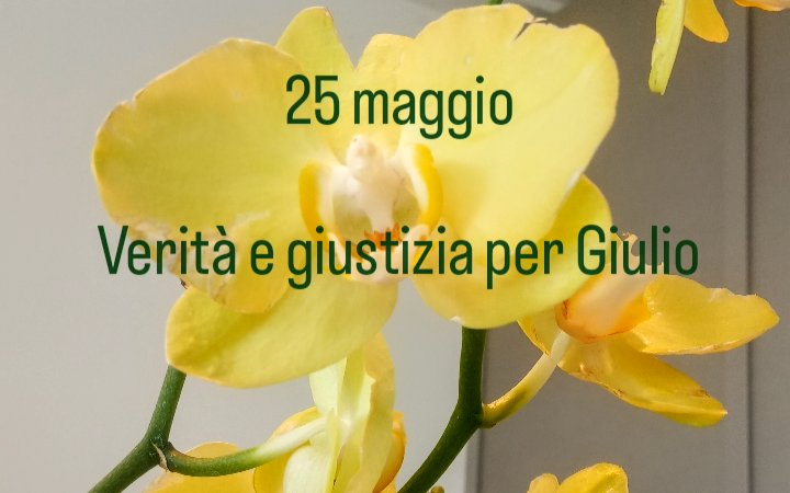 25 maggio 💛
#veritaegiustiziaperGiulio 
#25maggio 
#gialloGiulio 
#Giuliosiamonoi