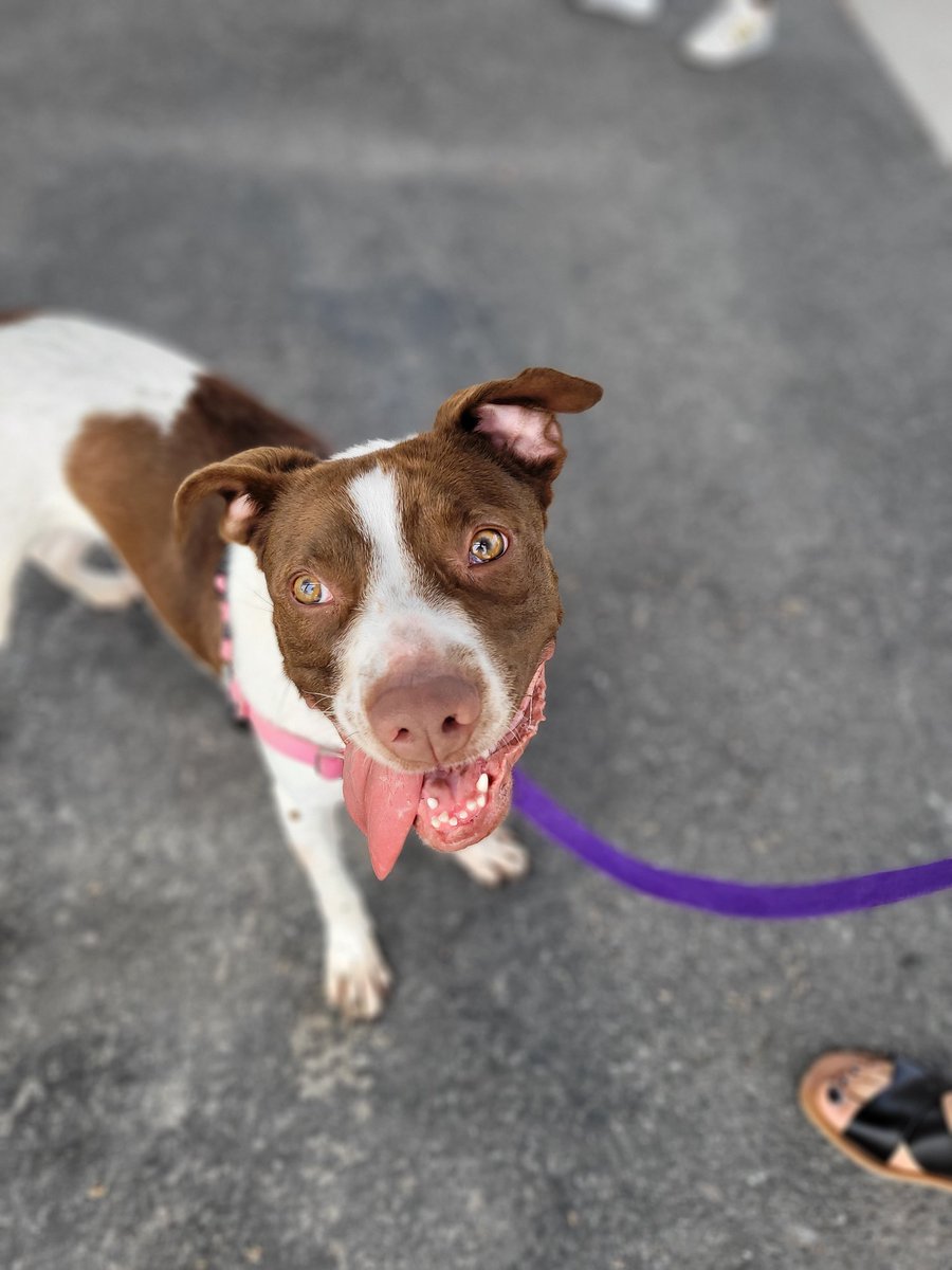 RAAEMS's tweet photo. What pairs perfectly with frozen treats as part of #nationalemsweek? 🍧 A Paws for Paramedics visit from our friends @RichmondSPCA! 🐾🐶 We loved having White Out stop by! She is so sweet! If you're looking for a new companion to take home, visit her at the SPCA! https://t.co/dxZNpTZtMJ