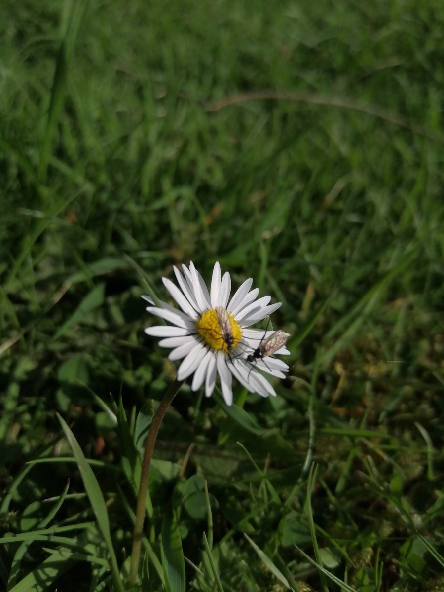 jhpsaunders's tweet photo. Daisy with some flies #NoMowMay #Letitgrow #wildlifegarden #wildlife #Scotland https://t.co/wDDxrSJsSd