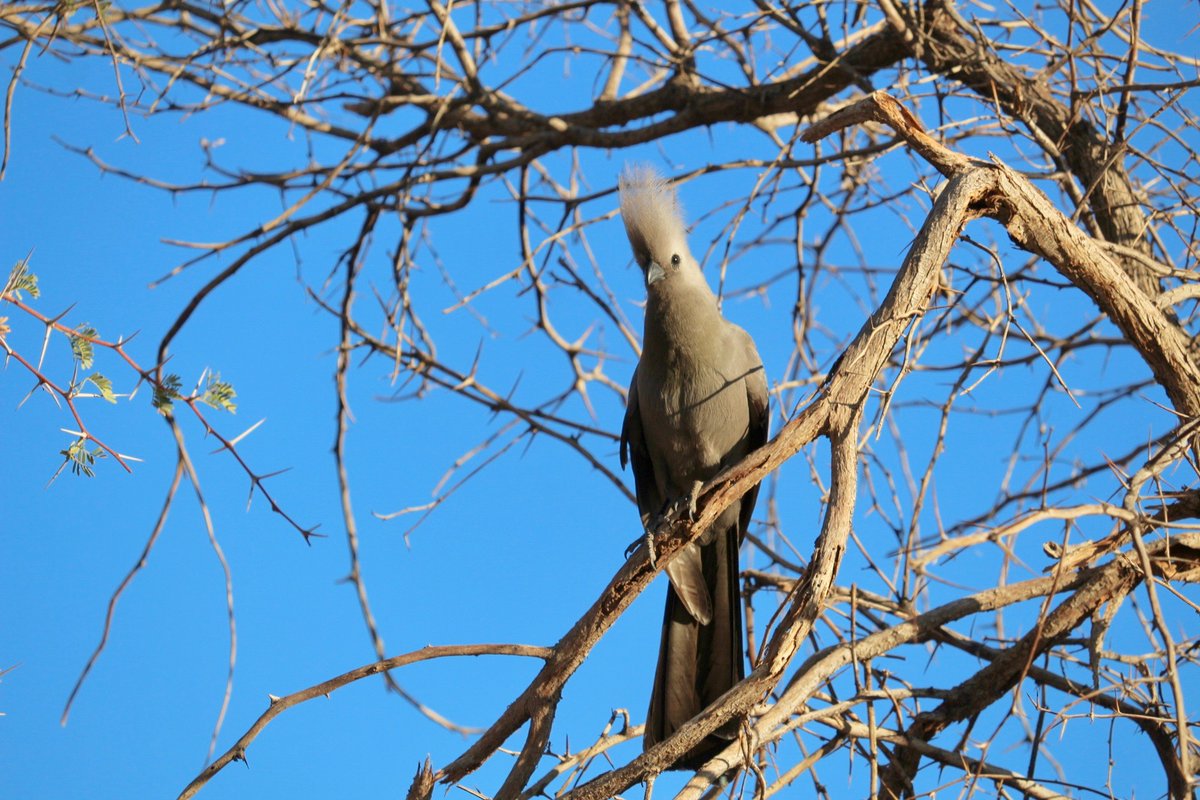 Just birding around for nothing Brandberg White Lady Lodge.