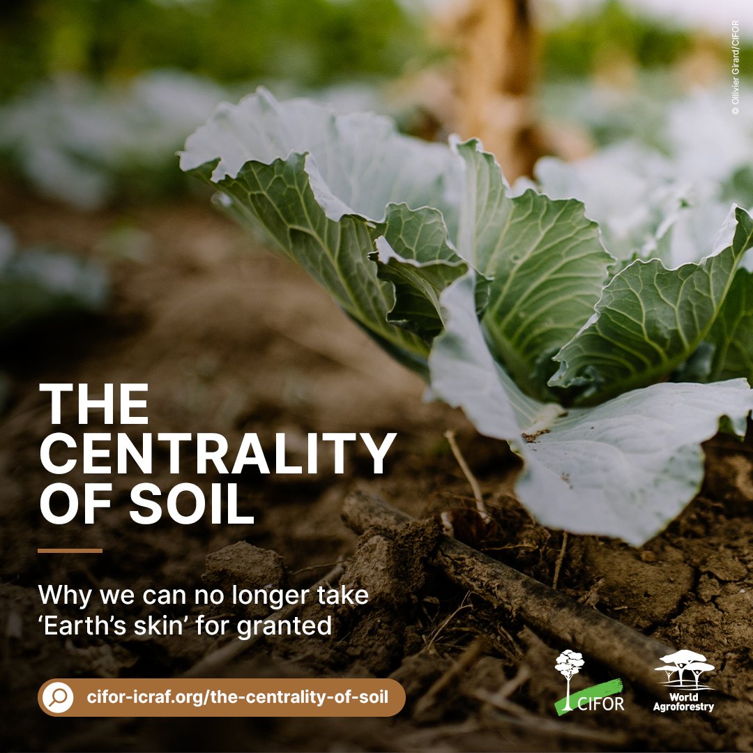 Perhaps because it’s everywhere, the soil beneath our feet is often undervalued 

It's time that we recognize the importance of #SoilHealth & invest in our planet from the soil up!

↪️ cifor-icraf.org/the-centrality…

@lawinowiecki @ca4sh_global @CIFOR_ICRAF #SaveSoil #TreesPeoplePlanet