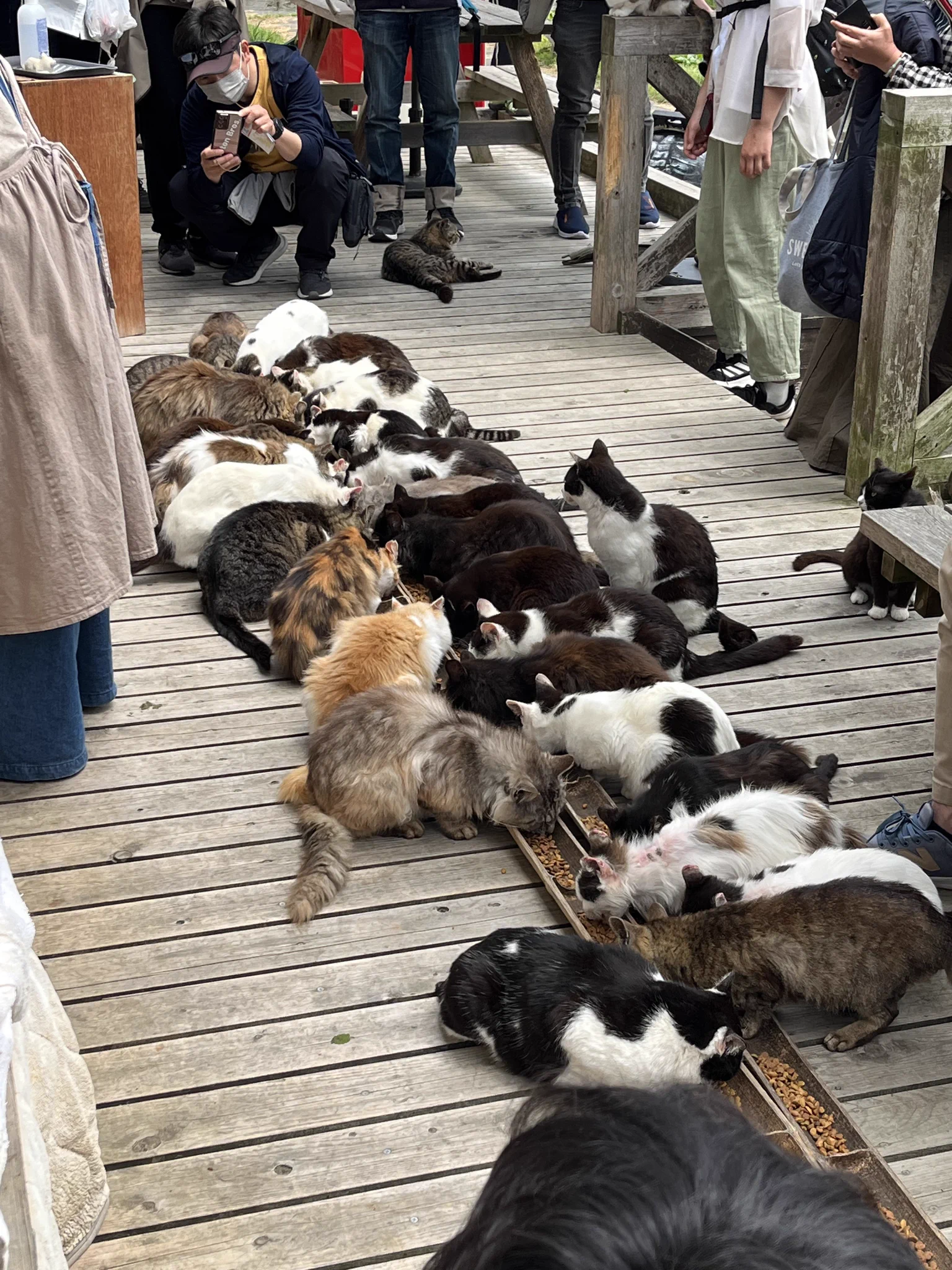 @sekikazu01 私も昨年いきましたが猫のご飯タイムは圧巻でした！ 