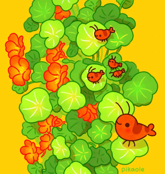 Cherry shrimp and nasturtium