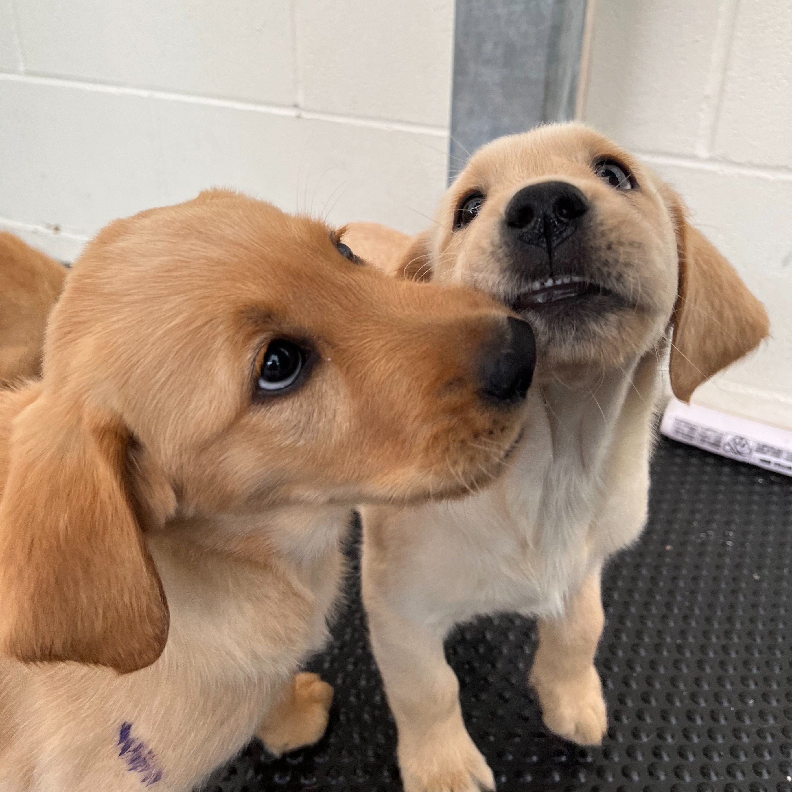 Golden retriever best sale cross labrador puppies