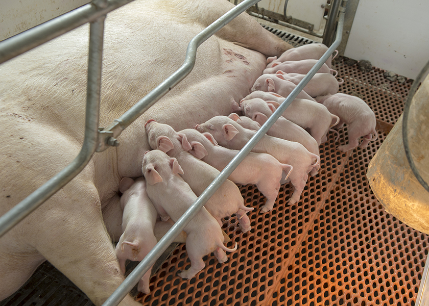MTSEnvironment3's tweet photo. 🐷 Importance of a higher weaning weight - https://t.co/3Kf504GHKK #humic2O #pigs #weaningweight https://t.co/jRpwzC6En3
