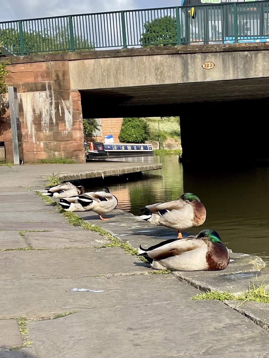 Sleepy ducks on my way to work #ducks #walktowork