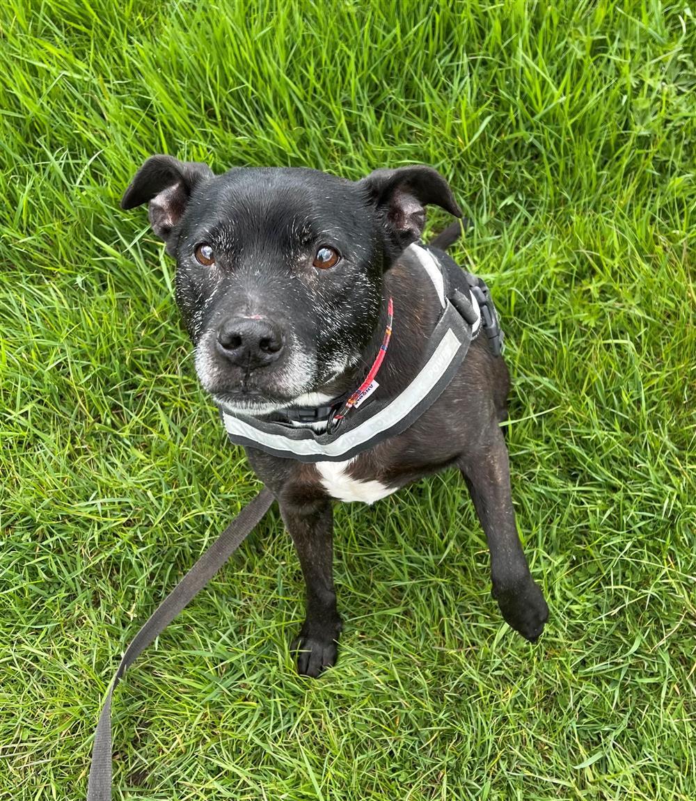 Animal Adoptions UK 🐕‍🦺🐈🐎❤️ tweet media