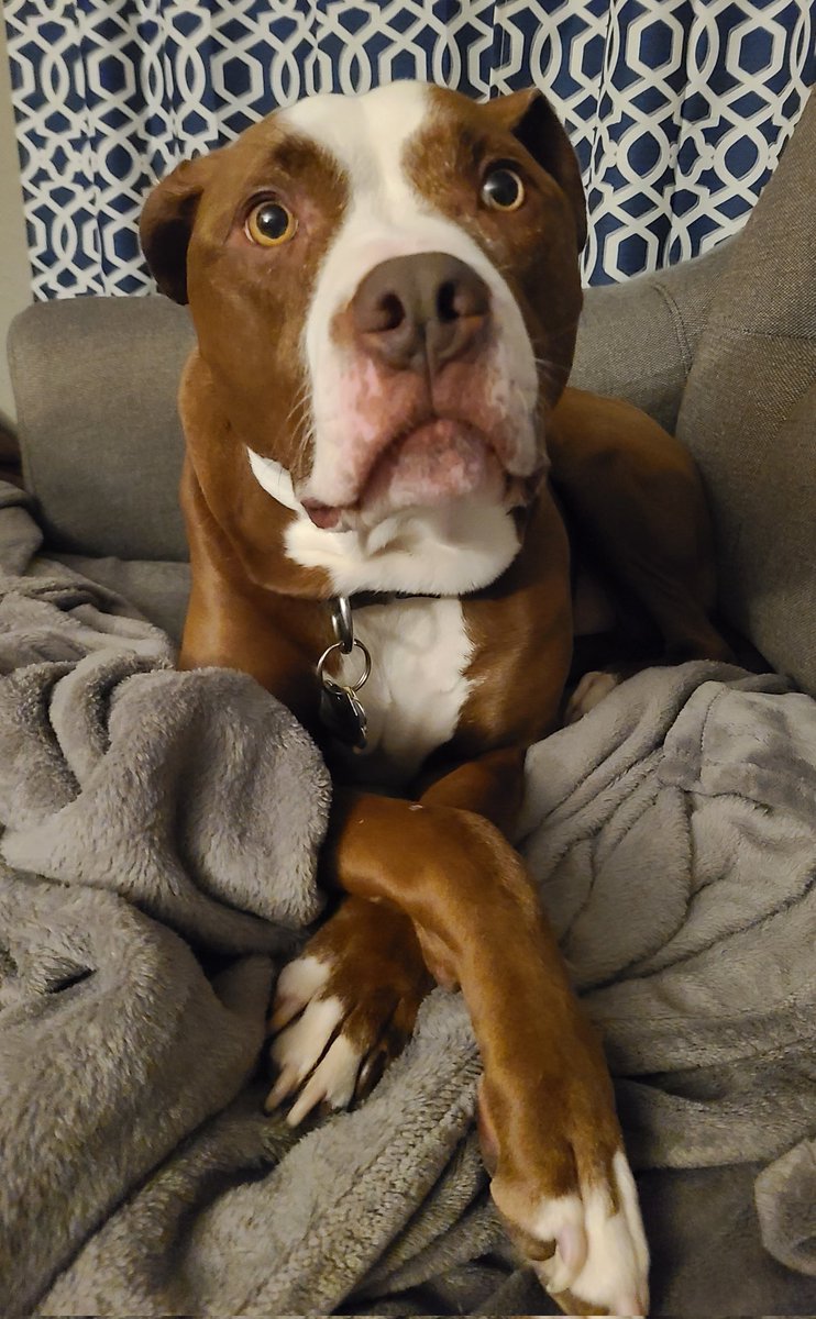 jmswyo's tweet image. Well y'all, this was a day I hoped would never come, but Max passed away suddenly at home this morning.  He was such an awesome companion &amp;amp; buddy for the past 8 years, &amp;amp; I'll miss him dearly ❤️  

Thankful for our time spent together, &amp;amp; glad I got this pic last night