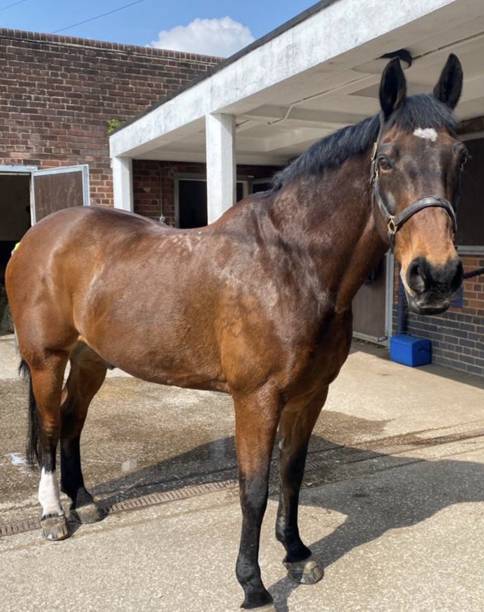 While Jake, Oxberry, <a href="/merseymountedpc/">Mersey Mounted PC</a> &amp; his colleagues were out on patrol today they responded to report of criminal damage at a McDonalds restaurant with suspect making off. Area search was conducted &amp; a male detained and arrested!!
#StandTall #PHJake #PHOxberry #MountedPatrols