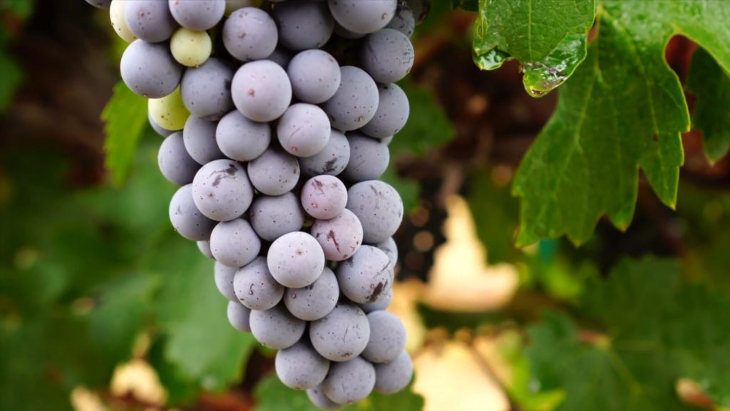 From vine to wine, #WSU viticulture & enology research & Extension @WSU_Vit_Ext supports Washington state’s winemakers & grape growers through science-based expertise. #GoCougs #NationalWineDay #WAwine