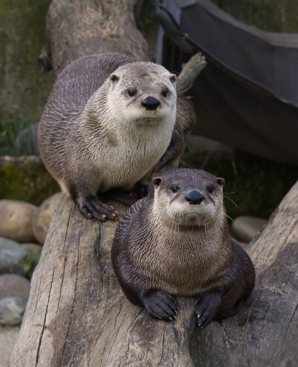 Kai and Jackson, the North American river otters are lookin’ regal and reppin’ their species for #WorldOtterDay! 🦦

And what great ambassadors they are! Come on by the #SacZoo for a visit this week.
