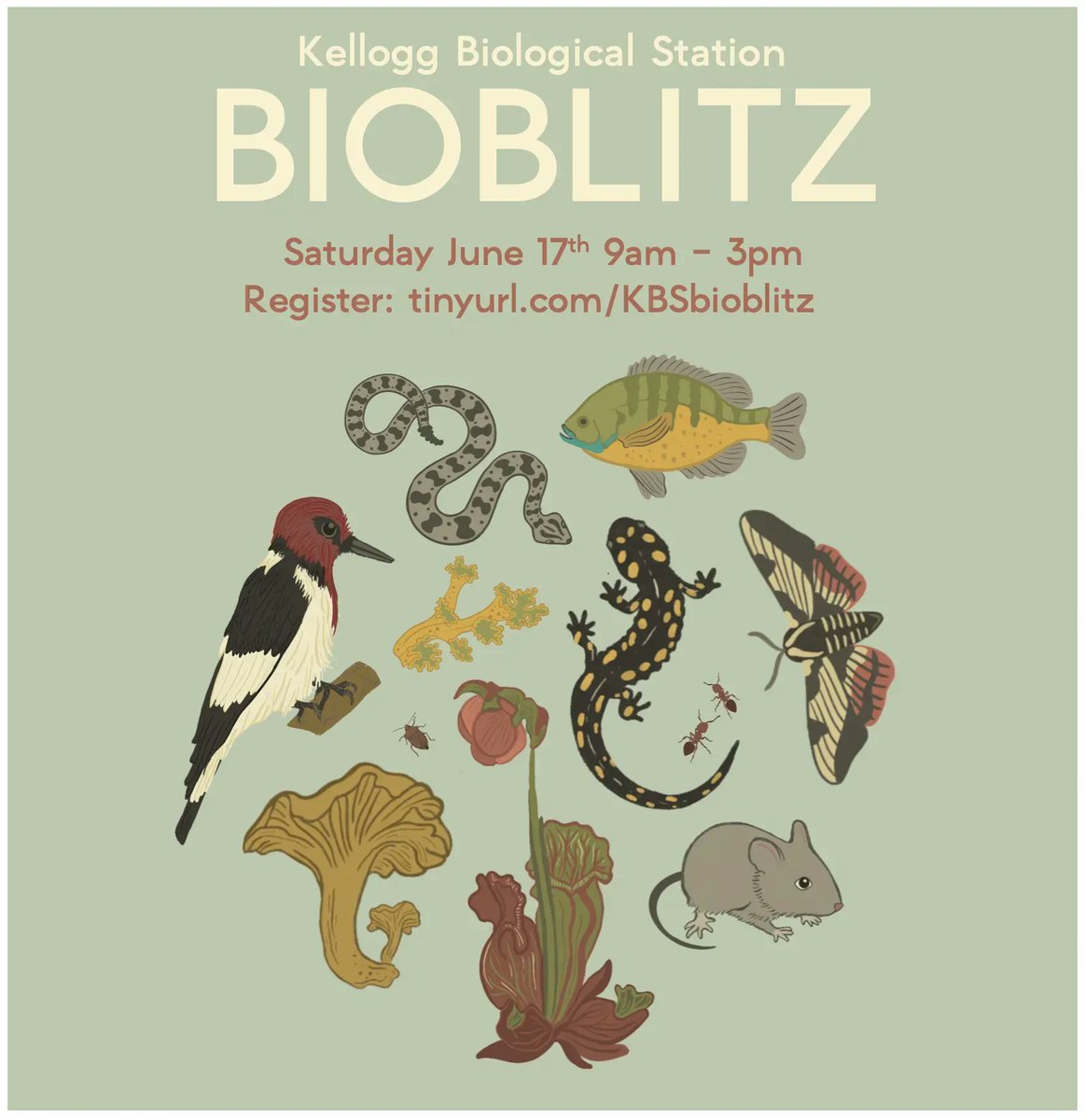 KelloggBirdSanc's tweet image. Interested in getting outside and learning more about Michigan biodiversity? Join the 2023 #MSUKBS BioBlitz!🪲🐠🌿 Participants will work in teams to record observations of plants, animals, and other organisms in the Bird Sanctuary. Register for FREE here: buff.ly/3qd18Gs