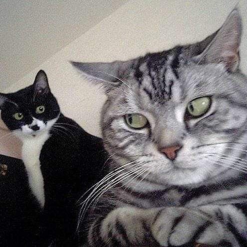 ☃️☃️Fibro Sloth☃️☃️ tweet media