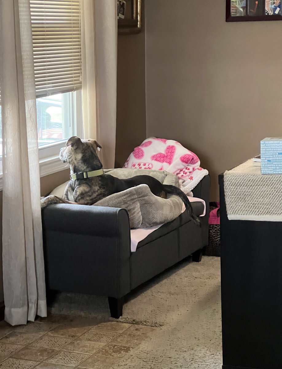 Allentown1711's tweet photo. She cracks me up ..... busy busy. #PoppyGrace #PoppyPosse #WindowPeeper #PeepingPoppy ππβ¨πΎ https://t.co/WxiBkSLR4G