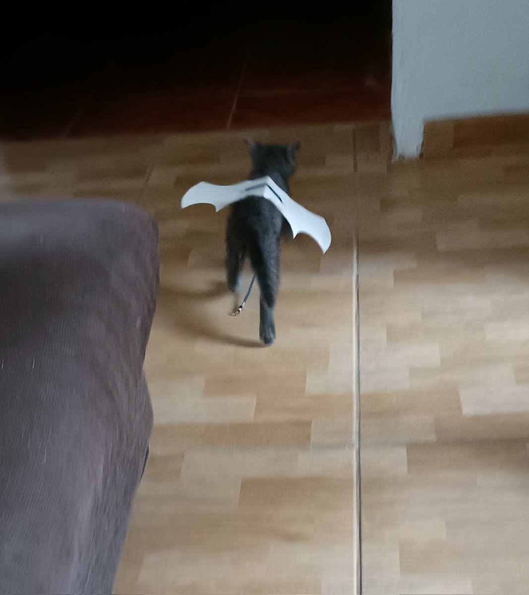 camafa74's tweet photo. El gato murciélago jajajajajajajaja https://t.co/v04YgLO8cC