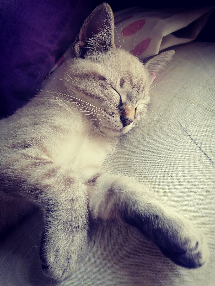 sithgazmo's tweet photo. 😼 https://t.co/G6BbnEmnTg
