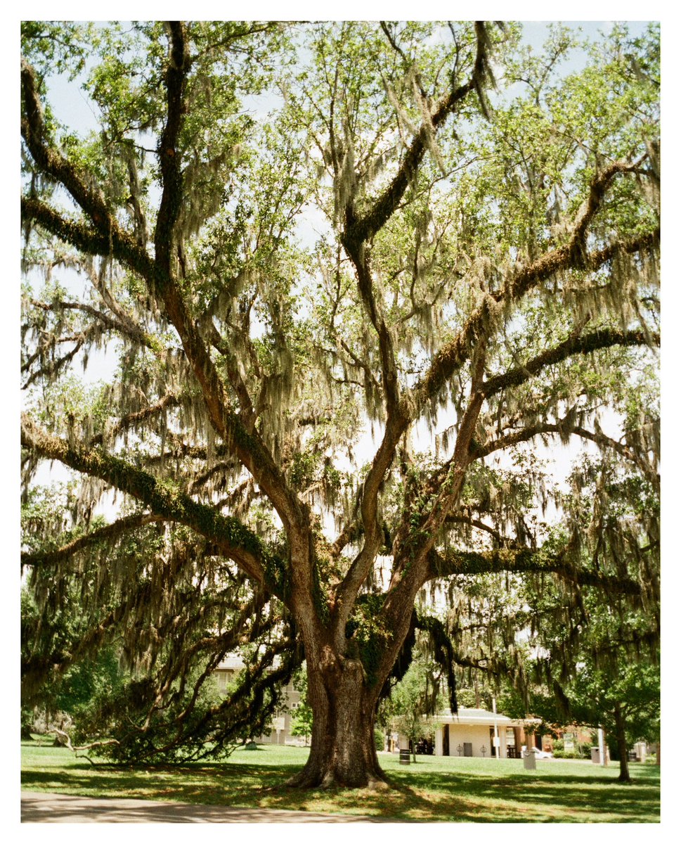 Mo’ big easy film 🎞️