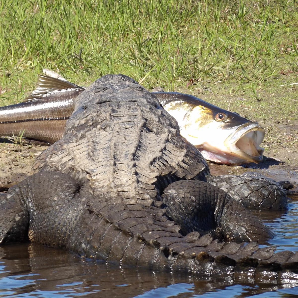 Gators Daily 🐊 tweet media