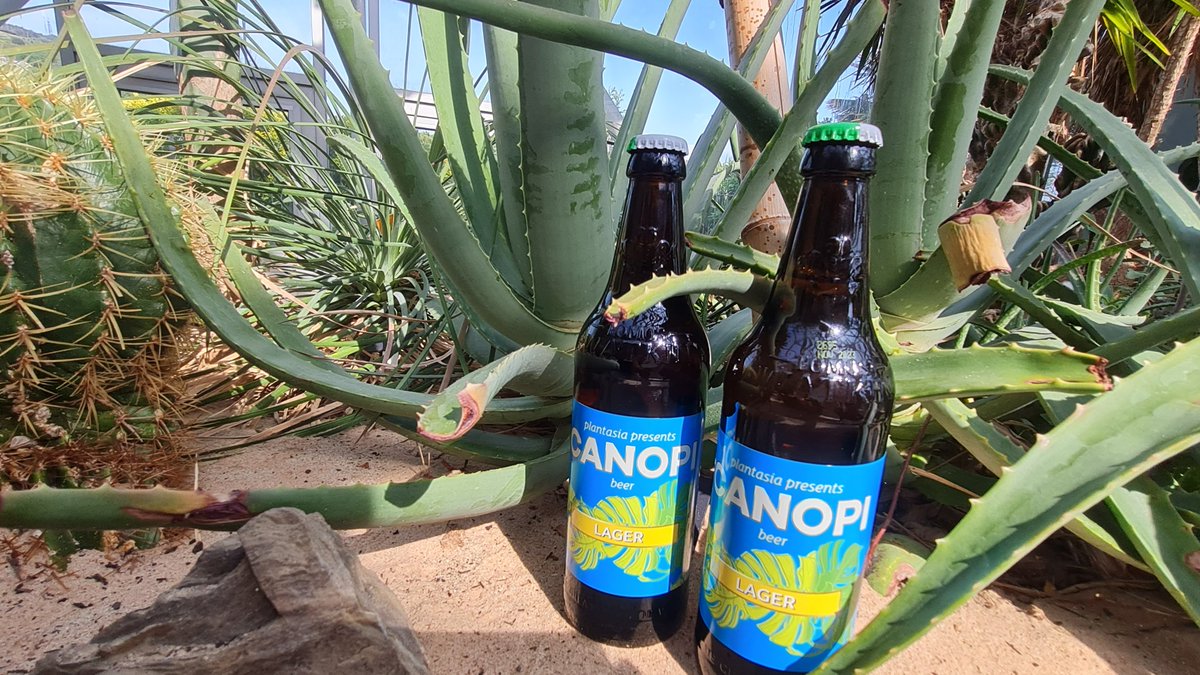 #FeelingHotHotHot? 🌞 It's time to rush down to our #GiftShop to try the #BrandNewFlavour in our popular #CanopiBeer range😋 This delicious #lager, kindly brewed on our behalf by the fabulous <a href="/tomos_watkin/">Tomos Watkin Brewery</a>  #Brewery  is a treat worth working up a sweat for! Iechyd da 🍻
