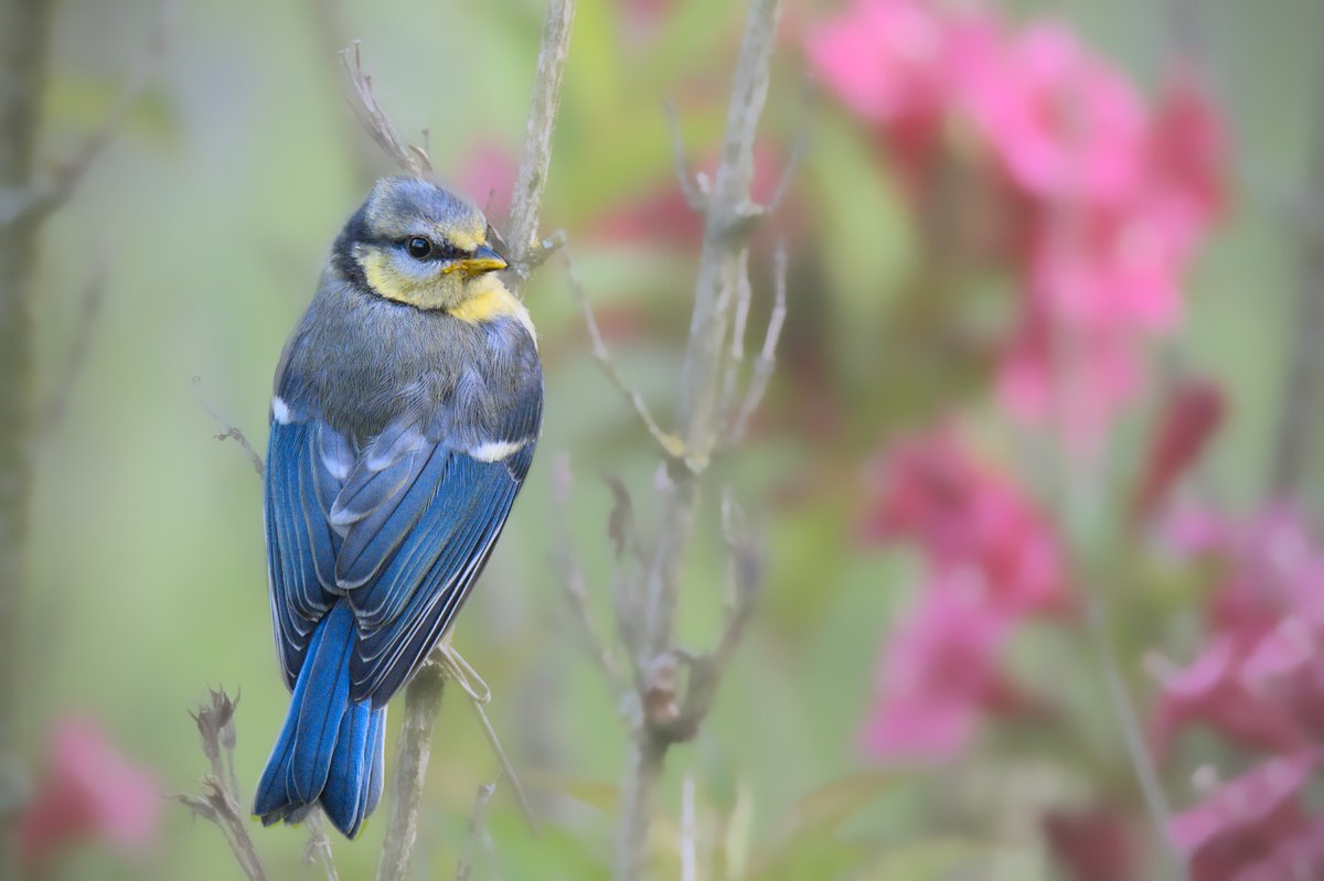Can #birdphotography be addictive⁉️ 
Asking for a friend... 😬🤥
Another baby Blue Tit ⬇️😍:
-
#backyard #birds #birding #birdwatching #BirdTwitter #BirdsOfTwitter #nature #naturelovers #naturephotography #wildlifephotography #nikonphotography #BBCWildlifePOTD #APPicoftheWeek
