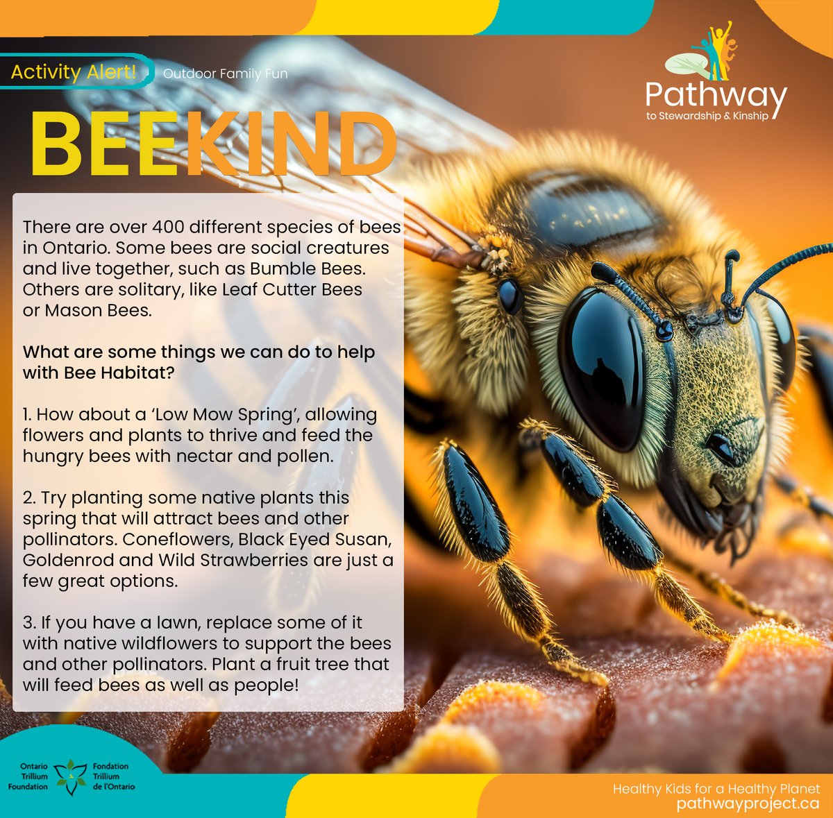 PathwayProject_'s tweet image. 🐝🌼😁 We're buzzing with these great Spring activity ideas that support positive bee habitats!  🐝🌼😁