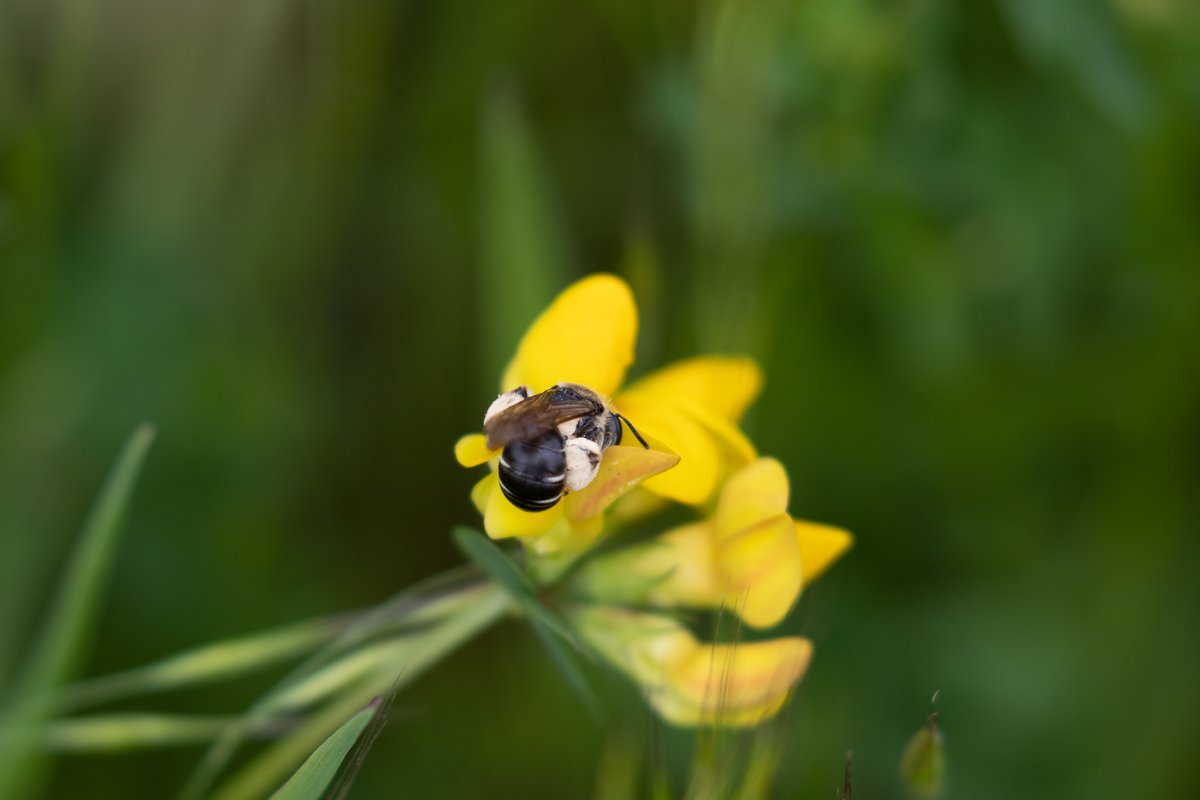 pittypomm's tweet photo. Is it possible to identify this small bee that loves bird's-foot trefoil from these photos? I keep going round in circles and getting nowhere.

@StevenFalk1 @Ecoentogeek @B_Strawbridge https://t.co/OOaiJAMtQh