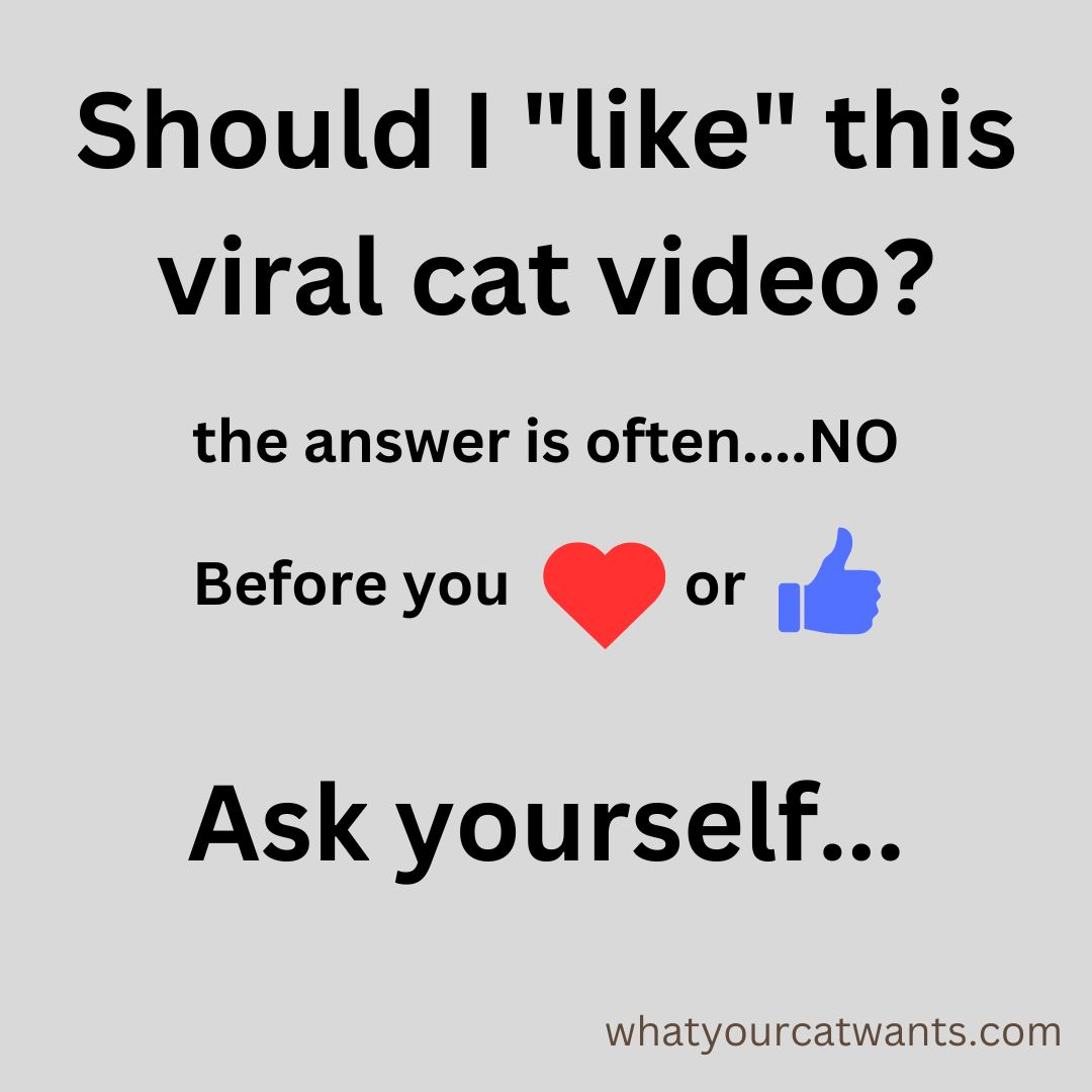 It was actually really difficult to put this post together because I found so many distressing videos of cats online with millions of views and likes. I can only hope that by speaking out, we can stop these videos from becoming so popular.