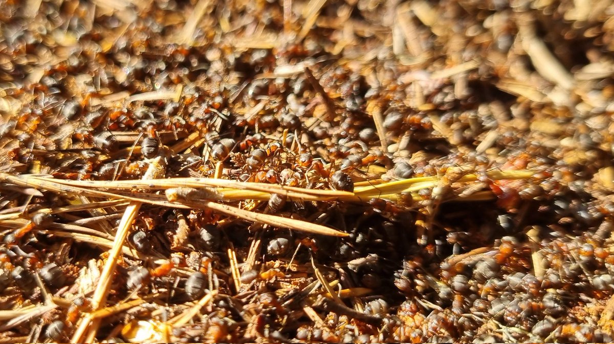 Guided half day yesterday in the forests around Nethy Bridge. Plenty of history, botany and commoner woodland bird species. Also some nice butterfly sightings: Speckled Wood, Orange tip and Green-veined white. #Butterflies #birding #wildlife #cairngorms