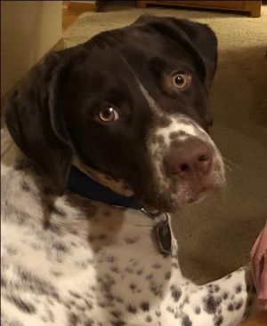 SignsofLifeKS's tweet photo. Miles is waiting for you! But he doesn't play the piano. - https://t.co/hsFfWFzxLk https://t.co/9RmGqeR266