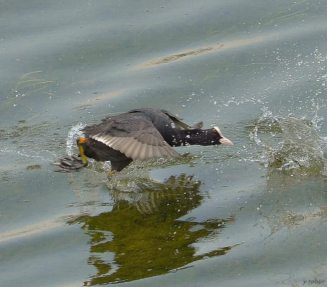 -SAKARMEKE- Eurasian Coot Fulica atra -Kış Göçmeni-B O Ğ A Ç A Y I- Konyaaltı/Antalya @Trakus_org