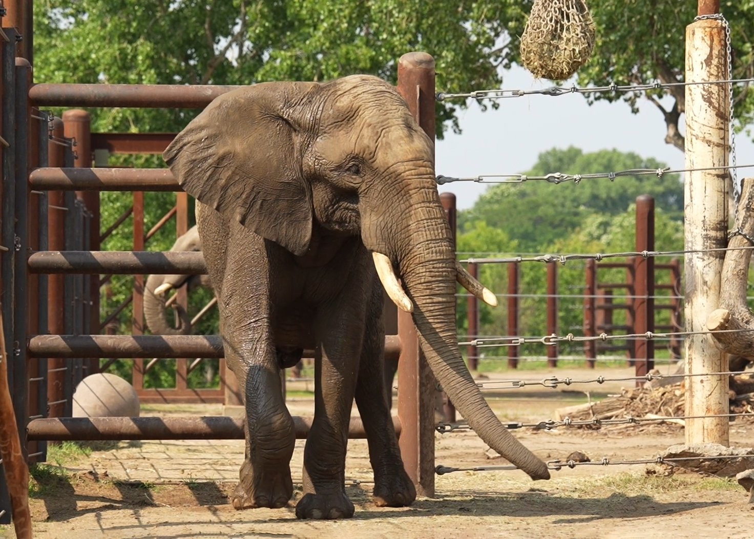 Sedgwick County Zoo (SedgwickCoZoo) / Twitter