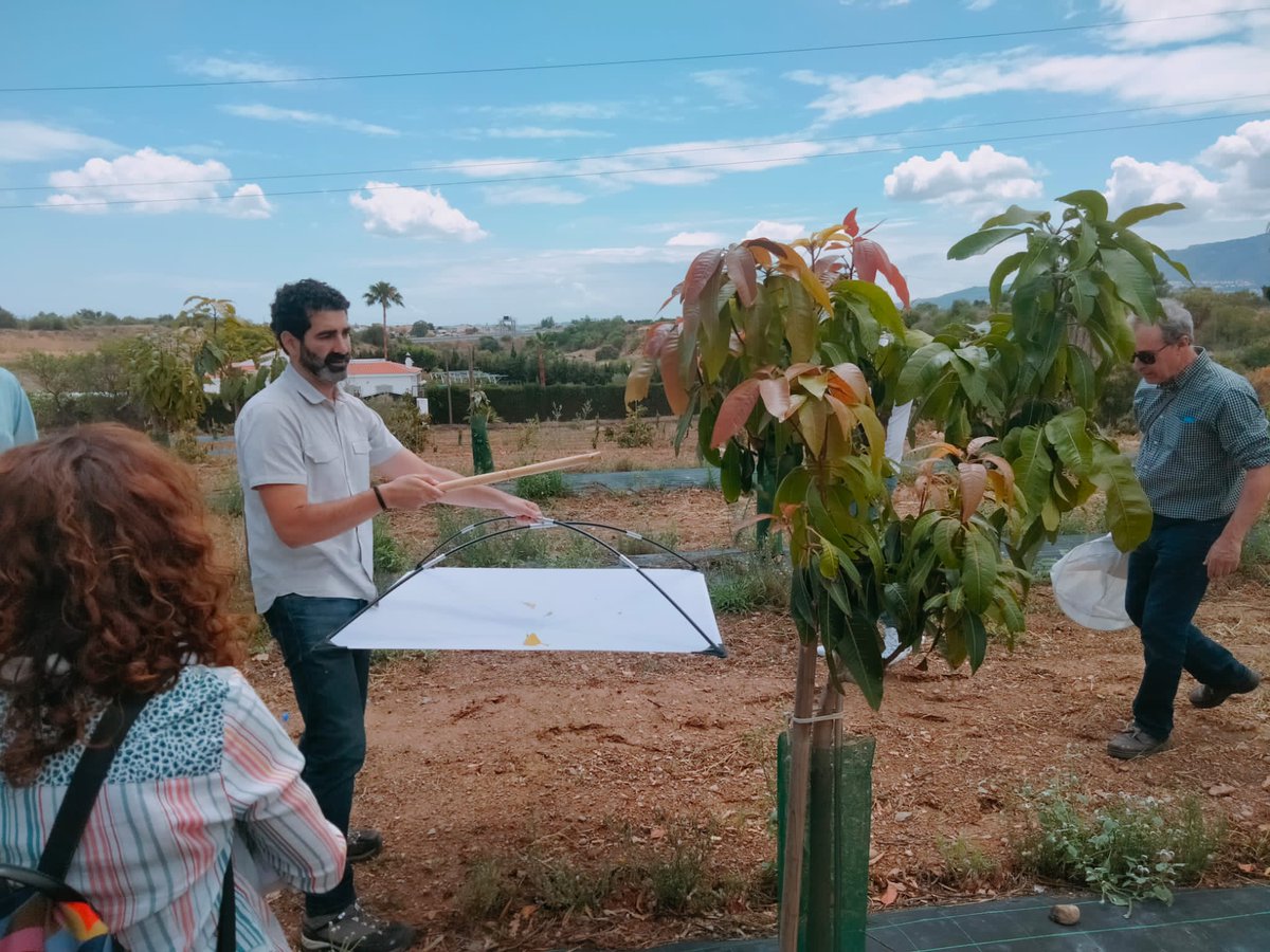 IfapaJunta's tweet photo. 🥭🥑 El centro #IFAPA de Málaga imparte cursos sobre gestión integrada de plagas y enfermedades en aguacate y mango

📌 Los alumnos se forman para identificar las plagas y enfermedades, aplicar los distintos métodos de control y conocer el marco legislativo en sanidad vegetal https://t.co/7cuMgEpy9o