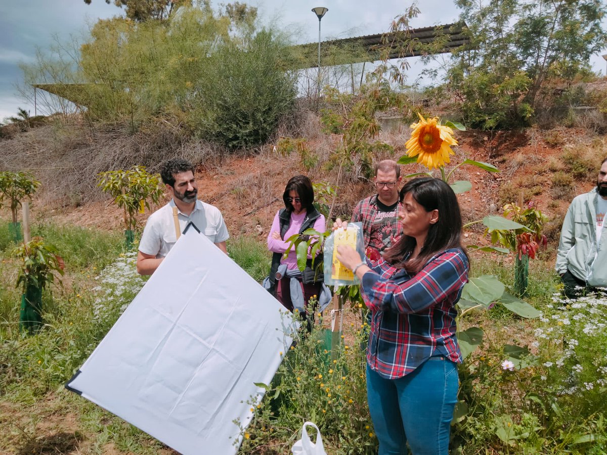 IfapaJunta's tweet photo. 🥭🥑 El centro #IFAPA de Málaga imparte cursos sobre gestión integrada de plagas y enfermedades en aguacate y mango

📌 Los alumnos se forman para identificar las plagas y enfermedades, aplicar los distintos métodos de control y conocer el marco legislativo en sanidad vegetal https://t.co/7cuMgEpy9o
