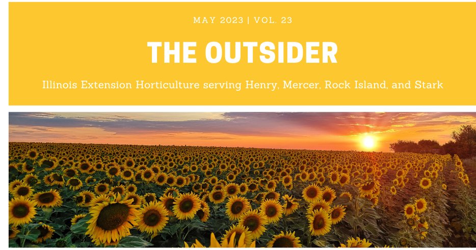 U_IL_Ext_HMRS's tweet photo. Sunflowers are a long-time garden favorite. Their bright sunny blooms and extremely tall plants are among the most recognizable flowers in the garden. Discover the hidden wonders of sunflowers in this issue of The Outsider! https://t.co/TOWxMuYSk6 https://t.co/pw89TtEvIS