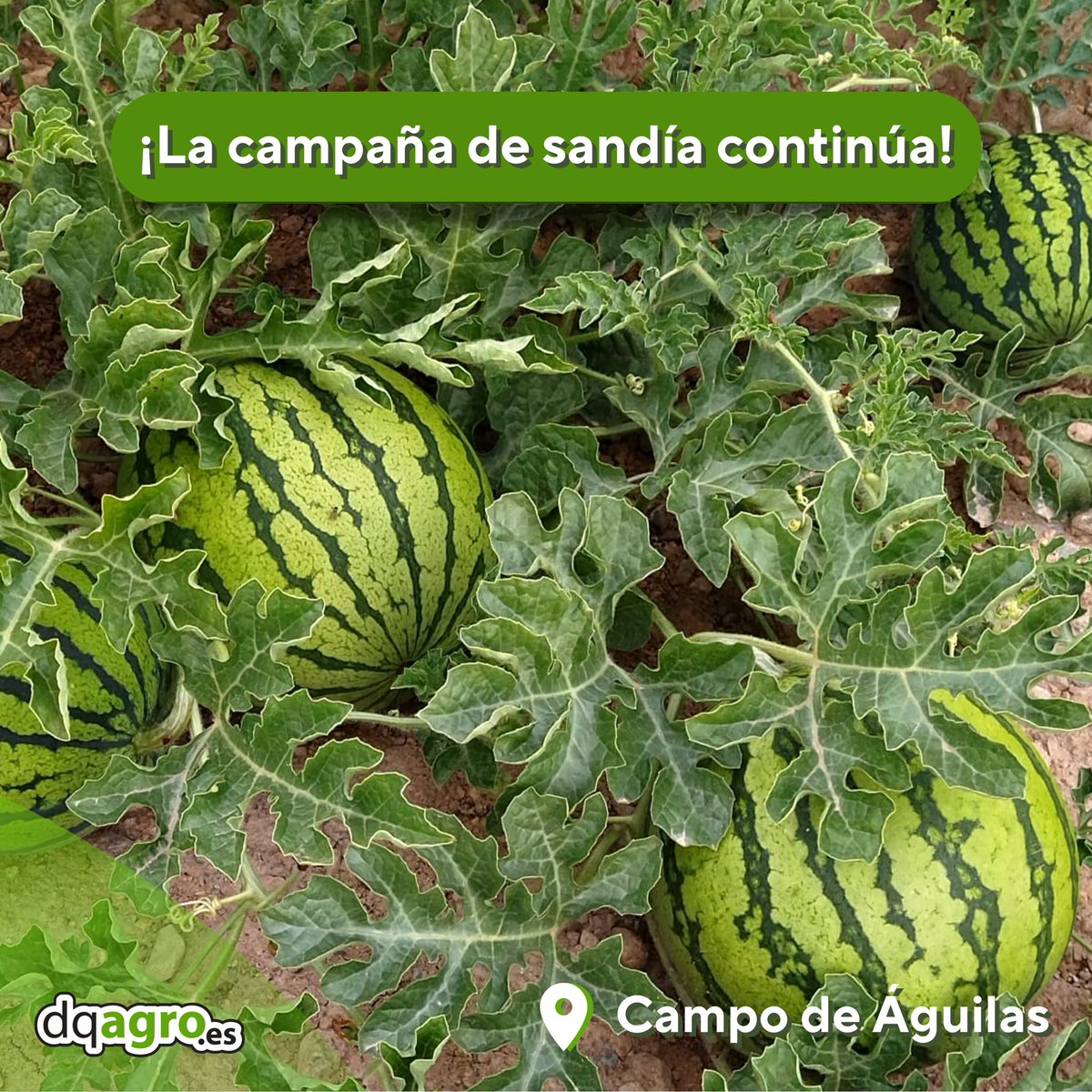 DQAgro's tweet photo. ¡Formamos parte del 100% en tu día, así que hoy te contamos lo que aportamos cada vez que consumes una de nuestras sandías en tus recetas, ¡desliza!

🌐 dqagro. es
📍La Palma, Cartagena
📞968554545

#agriculturasostenible #medioambiente #sostenibilidad #riegointeligente https://t.co/kR5uHbqfud
