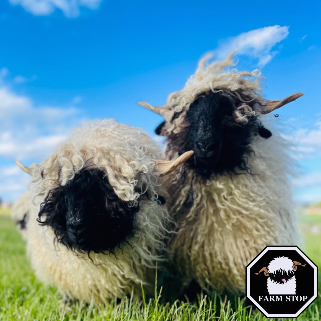 🐑 ☀️ SUMMER TICKETS RELEASED ☀️ 🐑

☀️ BOOK NOW at farmstop.co.uk ☀️ 

Hope to see you all soon❣️

#farmstop #farmstopaberdeenshire #farmlife #scottishfarming #aberdeenshire #visitaberdeenshire #visitscotland #animallover #farmvisit #farmtours #summer #summerfarmfun