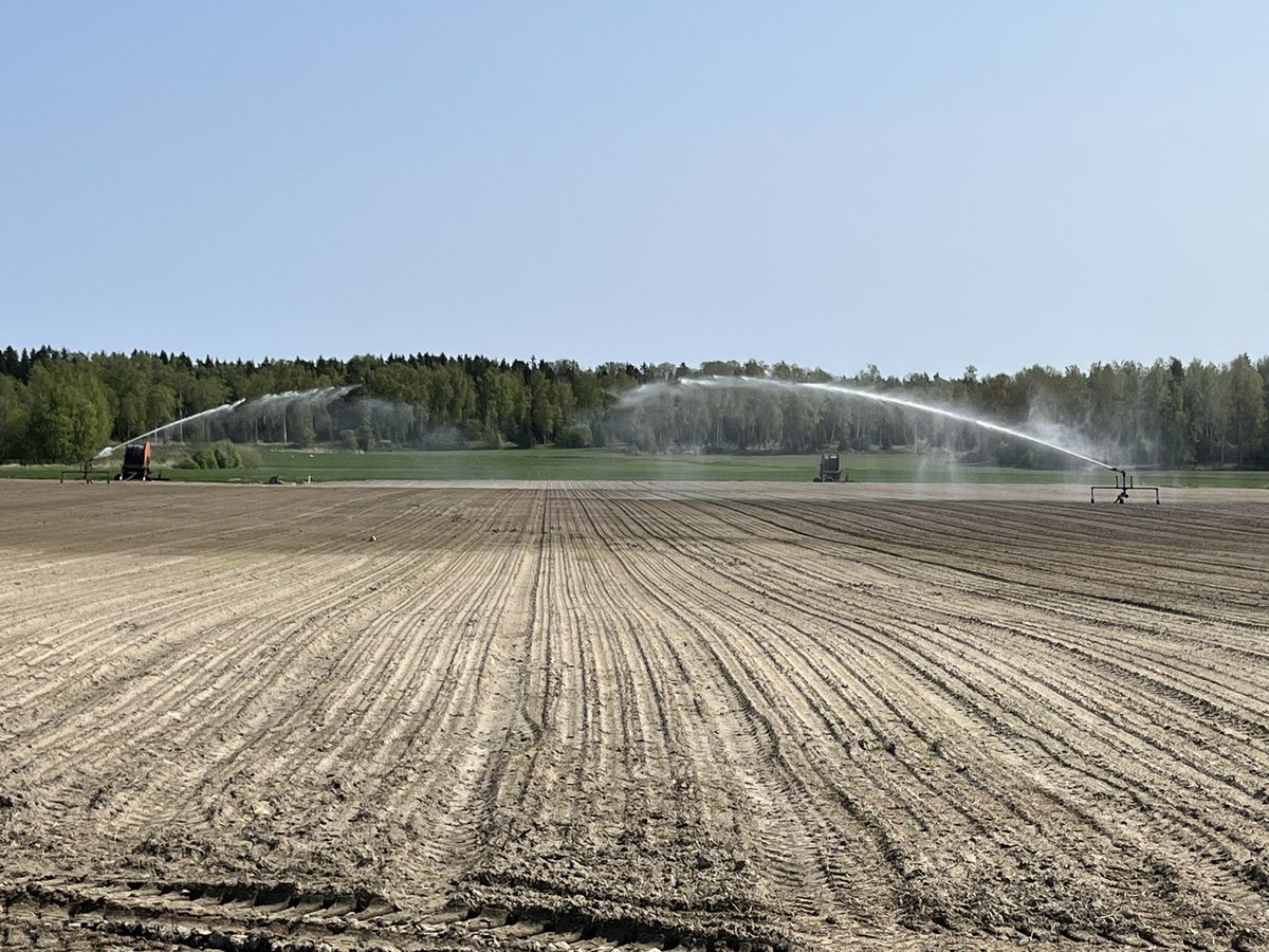 Dennis_Gronroos's tweet image. Bevattning har börjat på specialgrödorna på Åland. Det har regnat under 20mm sen snösmältning. Mycket torrt i jorden #DGVäxt #lök #potatis #morot #palsternacka