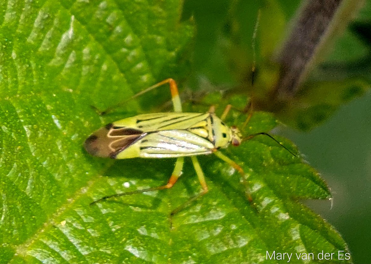 #Dag25 van #mei_nmooistefotos #fotochallenge 
 Met het thema: #insectenengeleedpotigen 

Ik vond vandaag zomaar onverwacht deze zeer zeldzame #Essenprachtblindwants  #Mermitelocerus_schmidtii