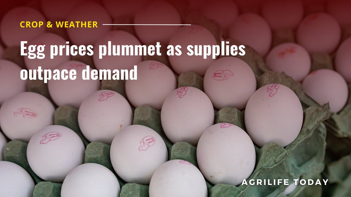 txextension's tweet photo. Egg prices appear to be taking a supply and demand market-driven tumble, according to a Texas A&M AgriLife Extension Service expert. #Eggs #TexasReport #CropAndWeather
🥚More: https://t.co/Oe9wf0OLrk https://t.co/tahhymPszE