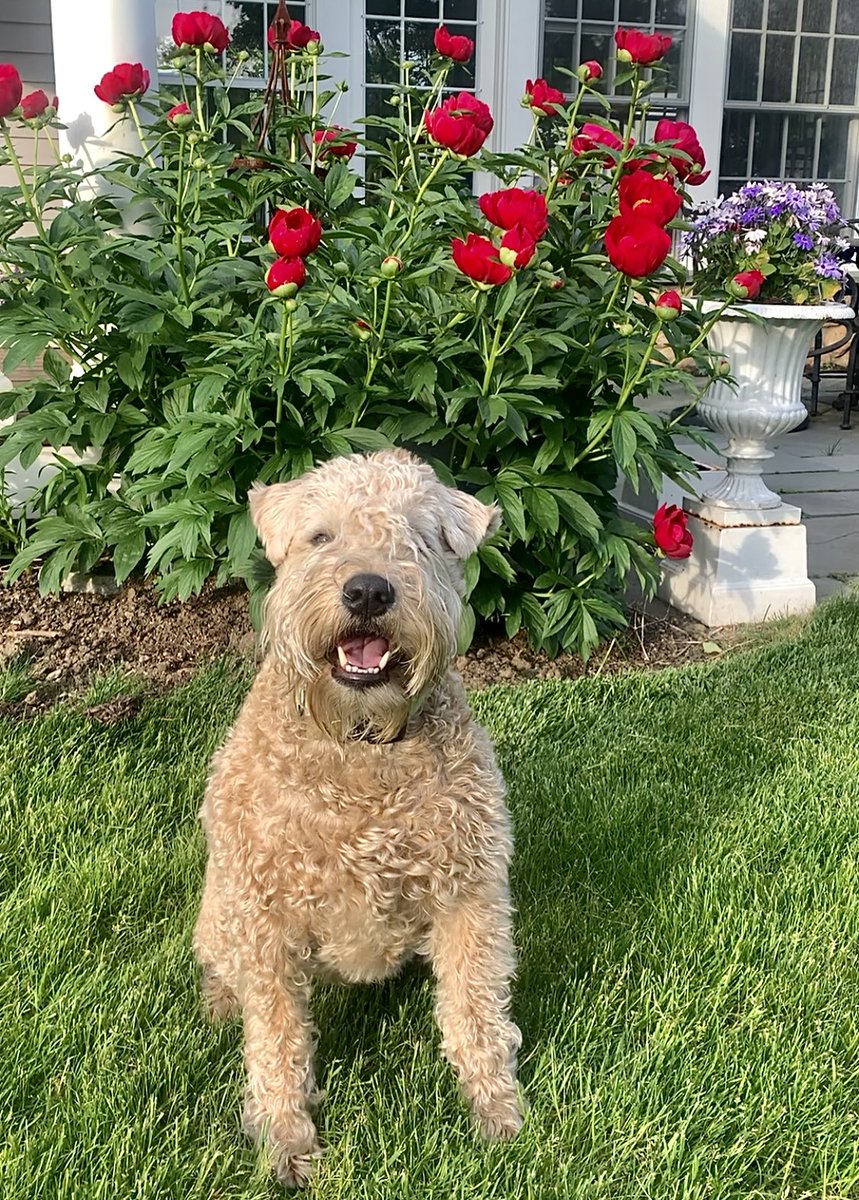 I found some red and purple things for you!!
🌺💜🌺💜🌺💜🌺💜🌺💜🌺
#wheatenterrier #flowers #dogsoftwitter #peony