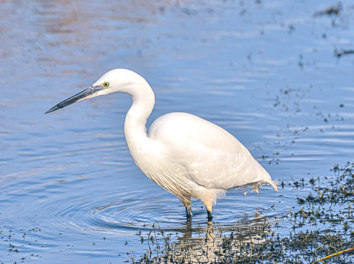 Jeff’s Wildlife Photography tweet media
