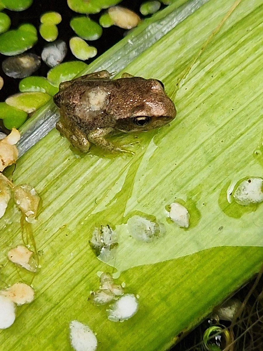 Frog-tastic excitement at #streathamcommon Rookery this week ! 🐸
The first of our tanked Tadpoles has frogged !
Unsure how it happened without anyone noticing (despite the tank being watched like TV !) or why most others don't even have legs tet but it has.
1st spotted Tues💚