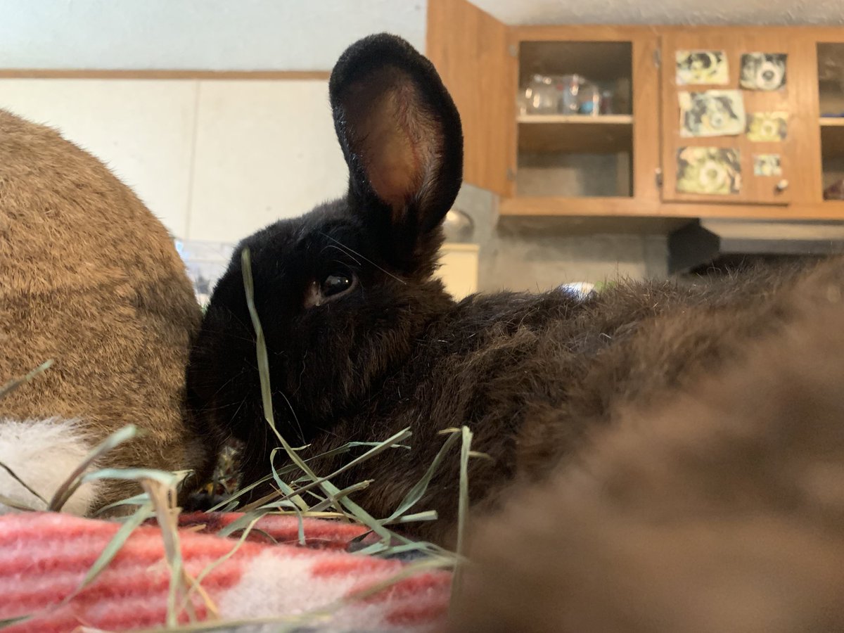 Precious ways Rabbit Sanctuary tweet media