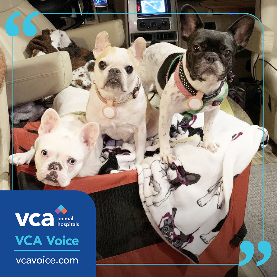When a Category 4 hurricane struck South Florida last fall, we came together to support the local community.

Learn how we're taking care of people and pets on an ever-changing planet -- in this week's #VCAVoice!

STORY:  vca.mobi/ian #HurricaneIan