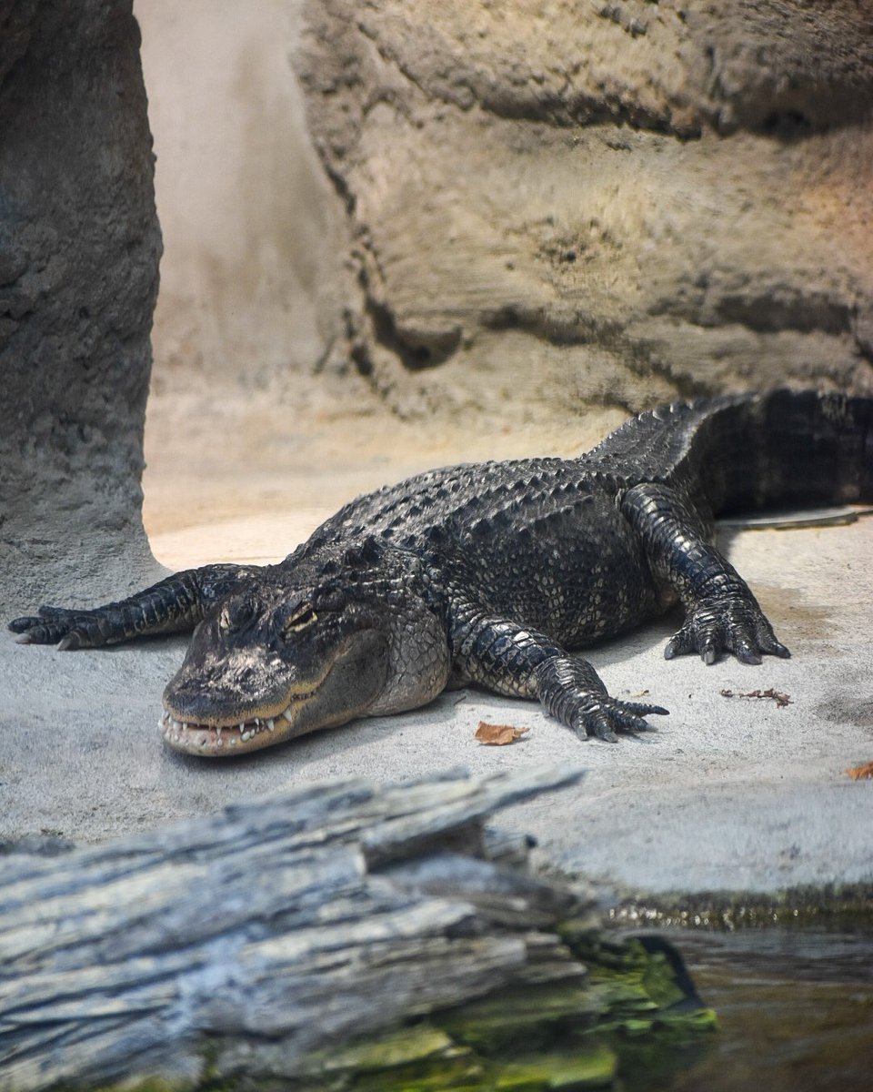 Want to spend your Memorial Day Weekend with us? 🇺🇸 🐊  We're open regular hours all weekend! Be sure to reserve your tickets online if you want to secure your spot. Our American alligator Hallow can't wait to sea you soon! 🌊 🐠 🦈