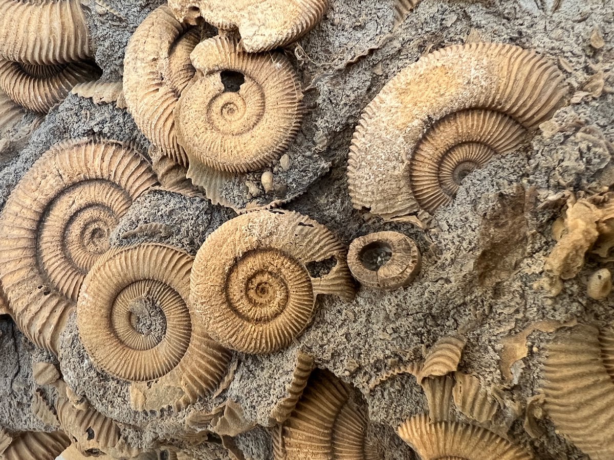 The deadline to apply is tomorrow, May 26! If you or someone you know are an undergraduate or senior high school student looking for a summer job, we are still accepting applications for a few enthusiastic people to join our team as camp counsellors. artsandscience.usask.ca/museumofnatura…