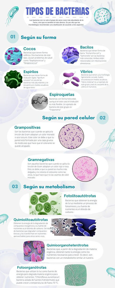 NUTRIBIOLOGOS's tweet photo. #microorganismos #bacterias https://t.co/HTyHRRFf3Z
